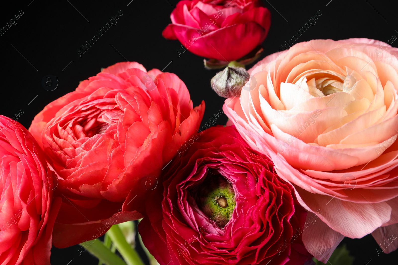 Photo of Beautiful fresh ranunculus flowers on black background, closeup