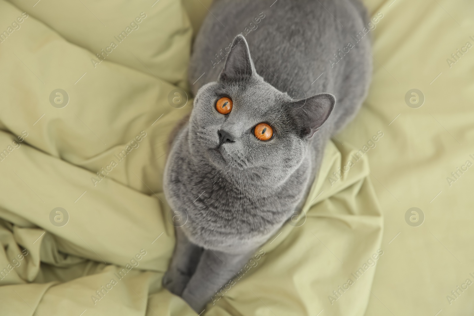 Photo of Adorable grey British Shorthair cat on bed, above view