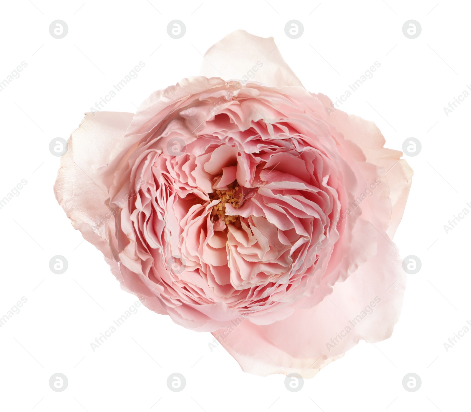 Photo of Beautiful English rose with tender petals isolated on white