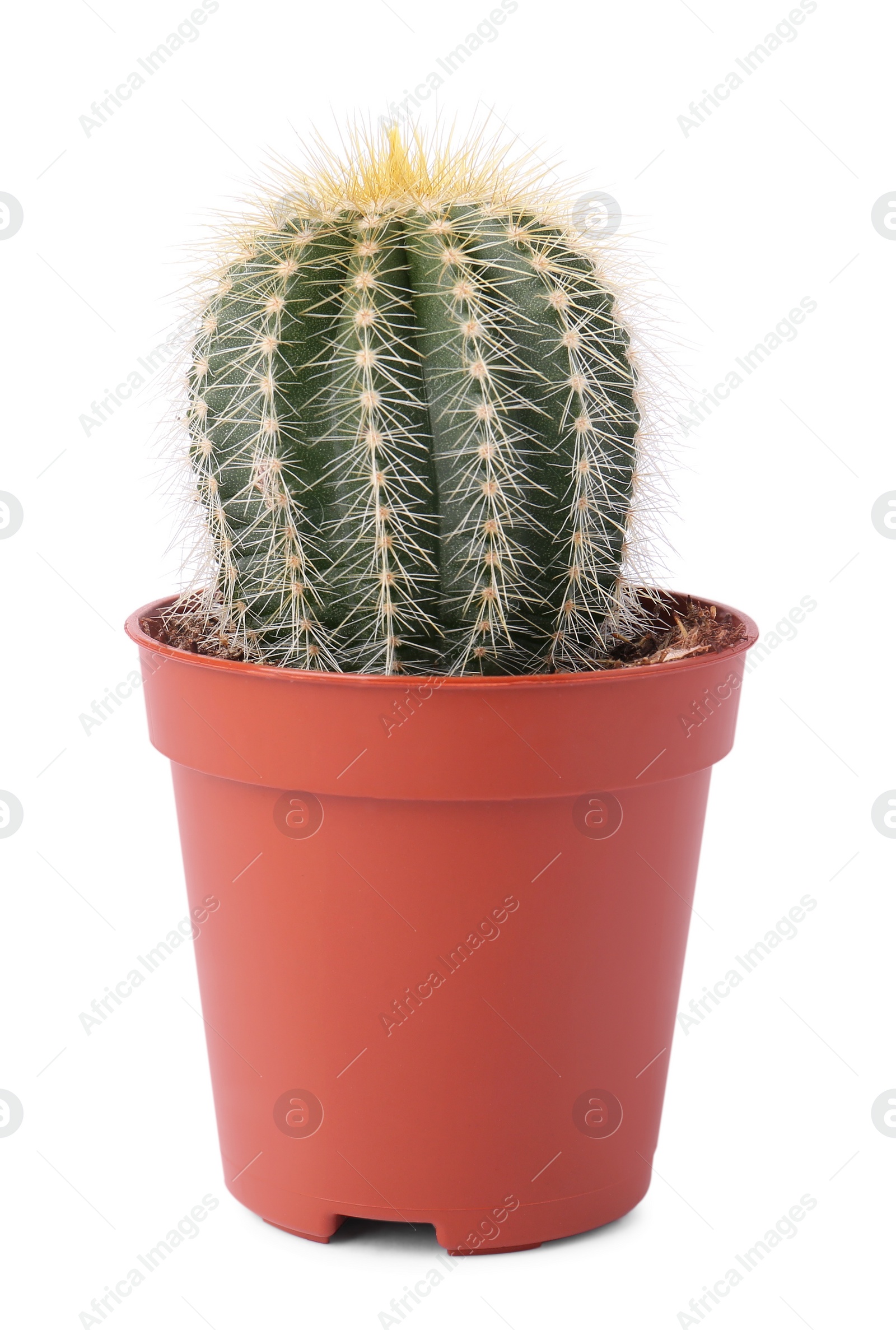 Photo of Beautiful green cactus in pot isolated on white. Tropical plant