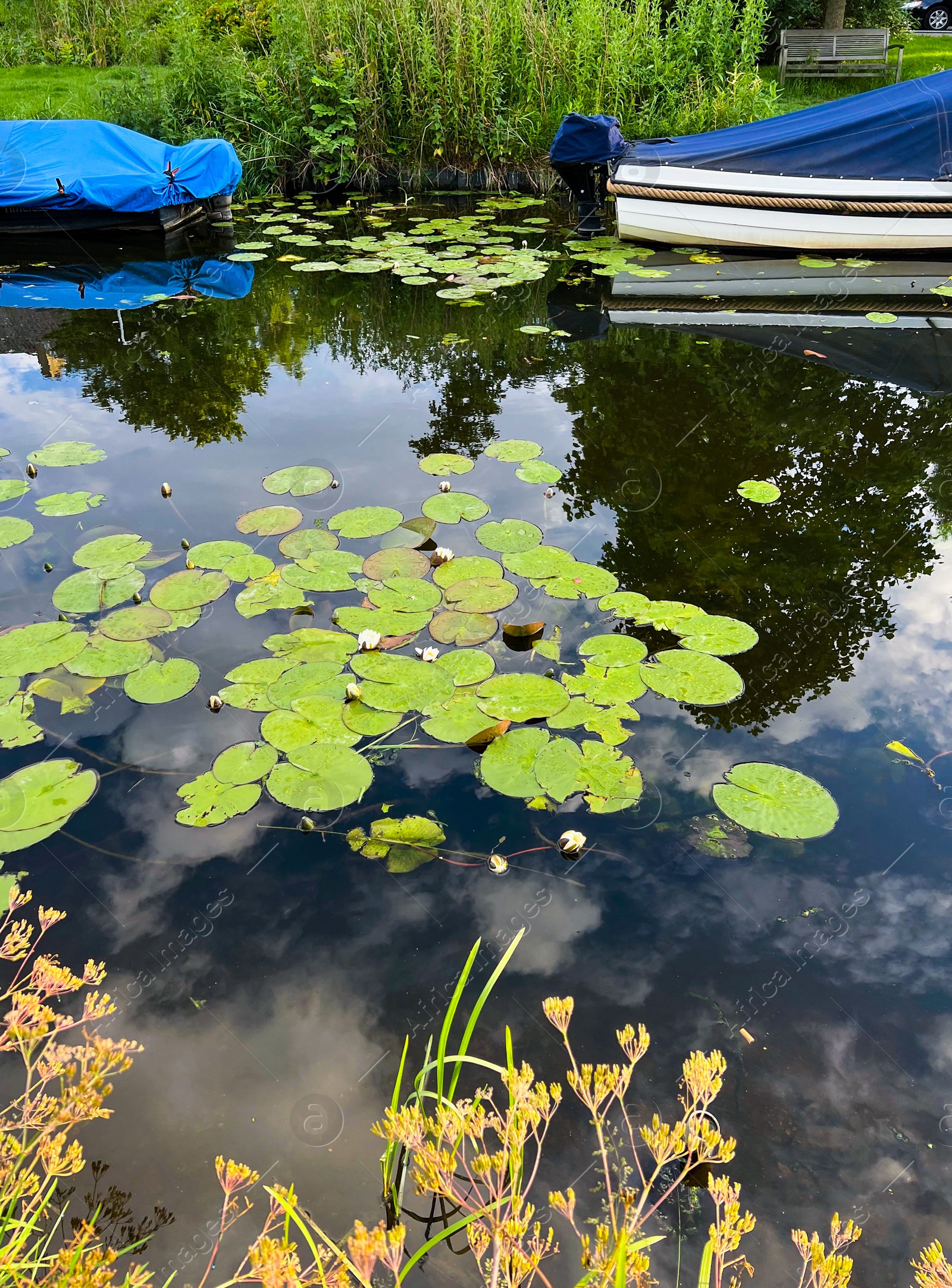 Photo of Pond with waterlily plants outdoors on sunny day