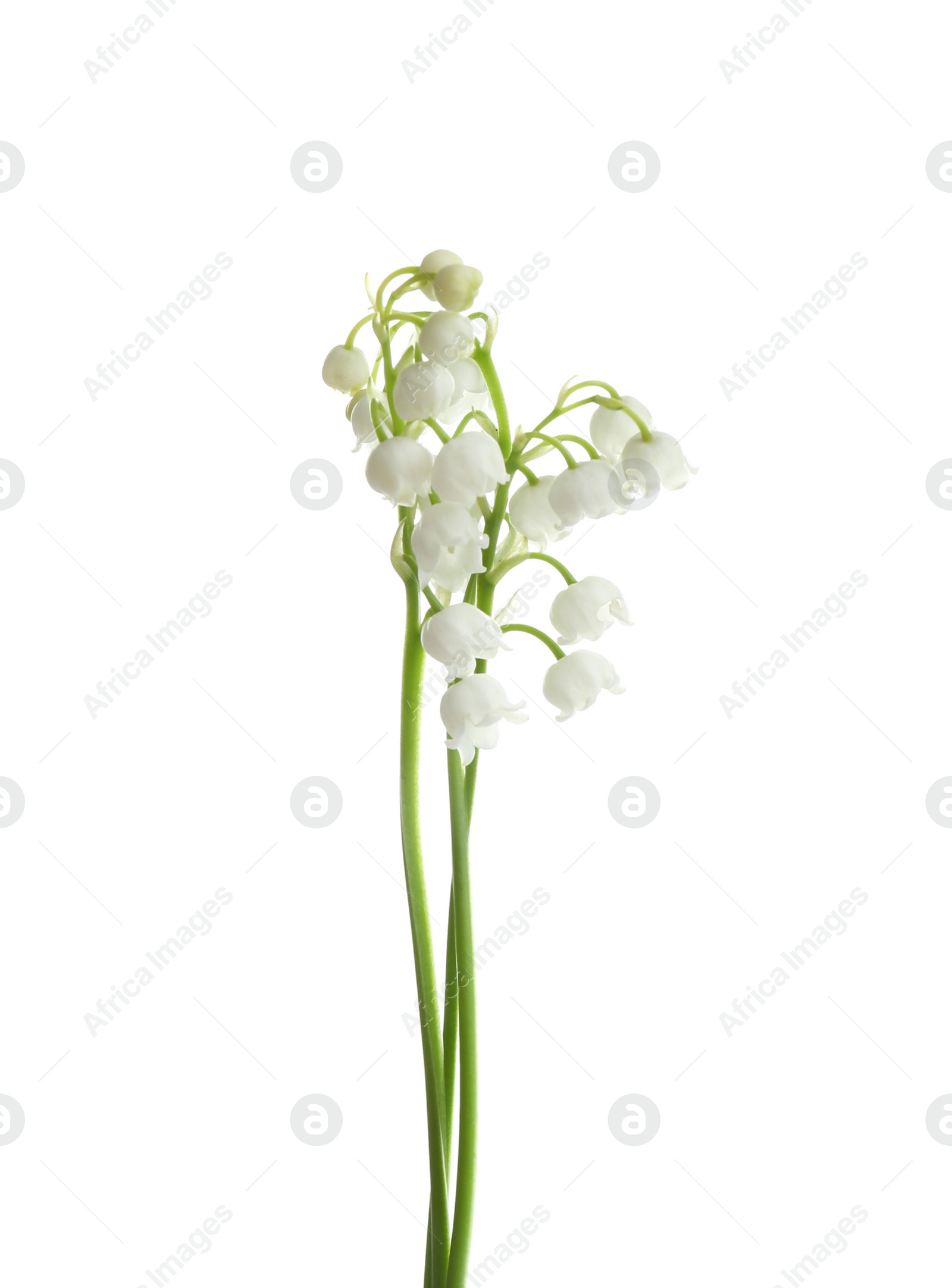 Photo of Beautiful fragrant lily of the valley flowers on white background