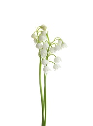 Beautiful fragrant lily of the valley flowers on white background