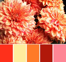 Palette of autumn colors and beautiful dahlia flowers as background, closeup