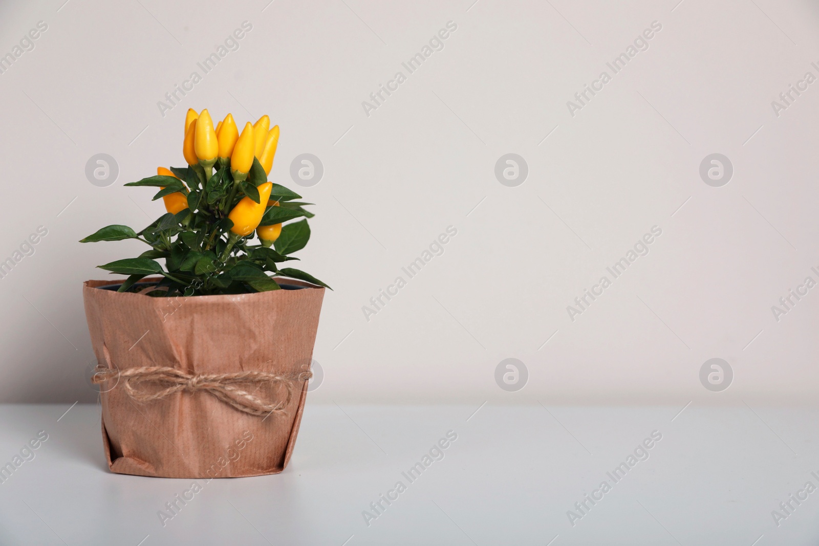 Photo of Capsicum Annuum plant. Potted yellow Chili Pepper on light grey background, space for text