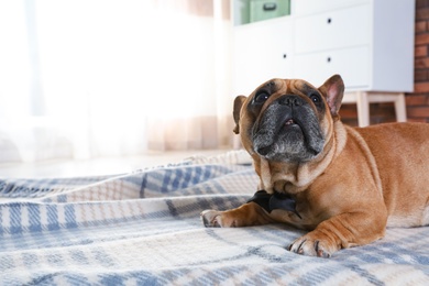 Photo of Funny French bulldog lying on plaid at home