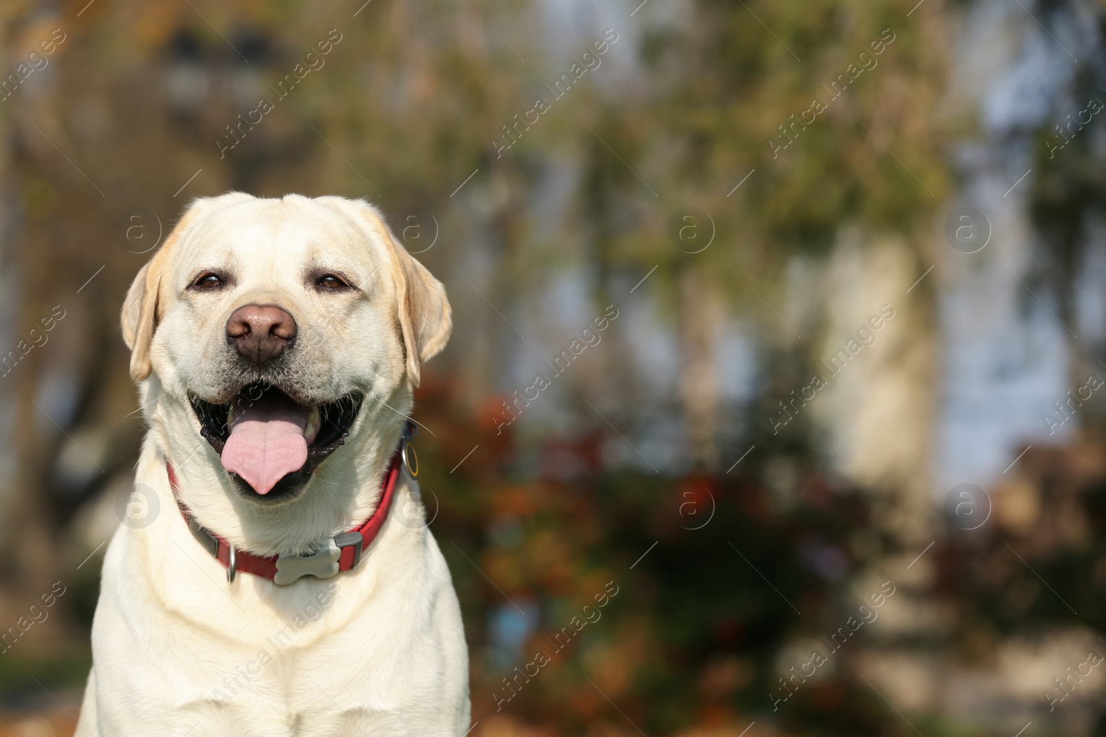 Photo of Happy yellow Labrador in park on sunny day. Space for text