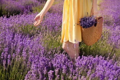 Photo of Young woman with wicker handbag full of lavender flowers in field, closeup