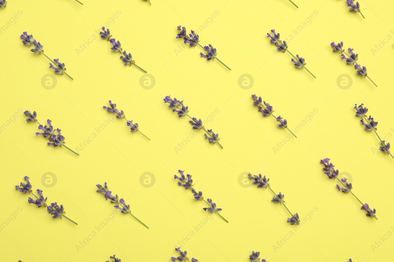 Photo of Beautiful lavender flowers on yellow background, flat lay