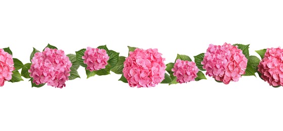 Image of Delicate beautiful hortensia flowers with green leaves on white background, top view. Banner design