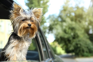 Adorable Yorkshire terrier looking out of car window, space for text. Cute dog