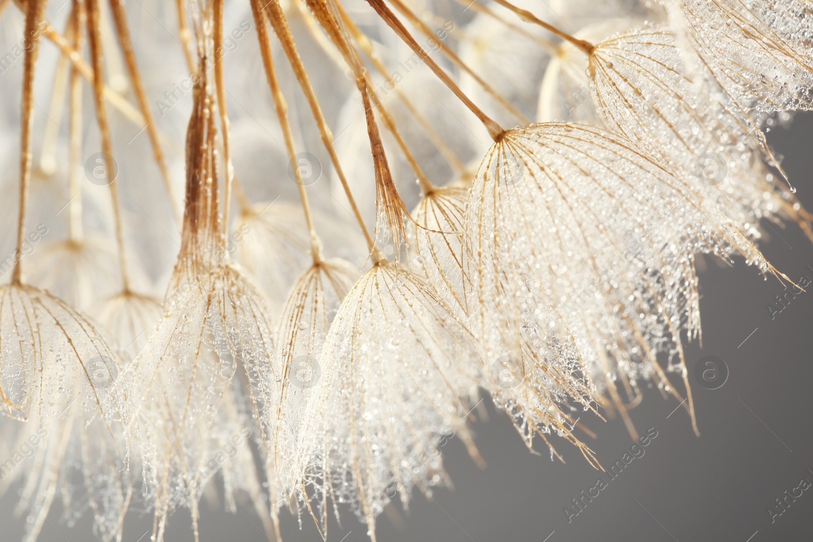 Photo of Dandelion seeds on grey background, close up