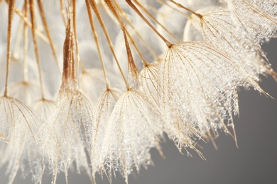 Dandelion seeds on grey background, close up