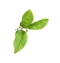 Photo of Twig with green tea leaves isolated on white