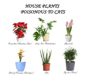 Set of house plants poisonous to cats on white background