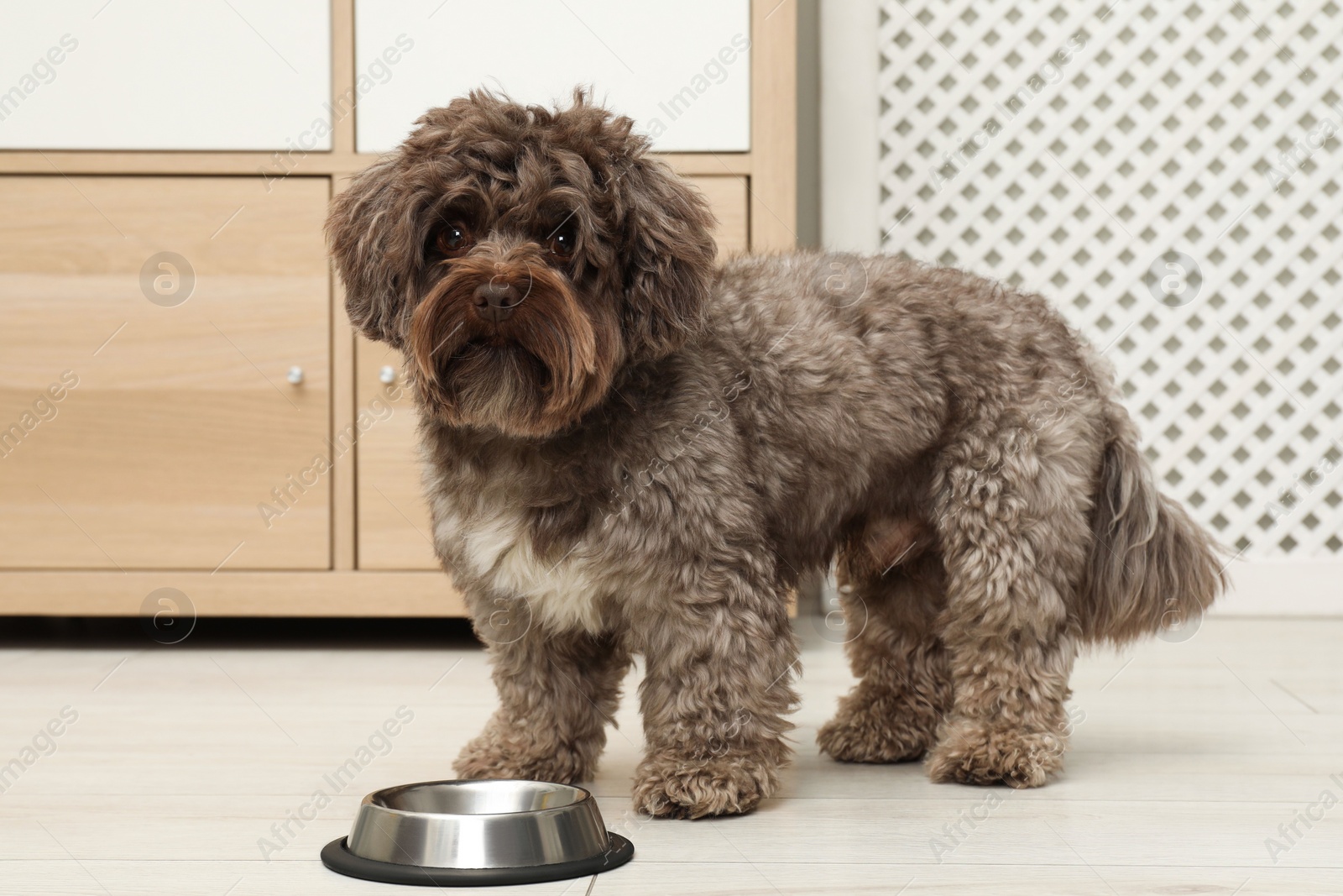 Photo of Cute Maltipoo dog and his bowl at home. Lovely pet