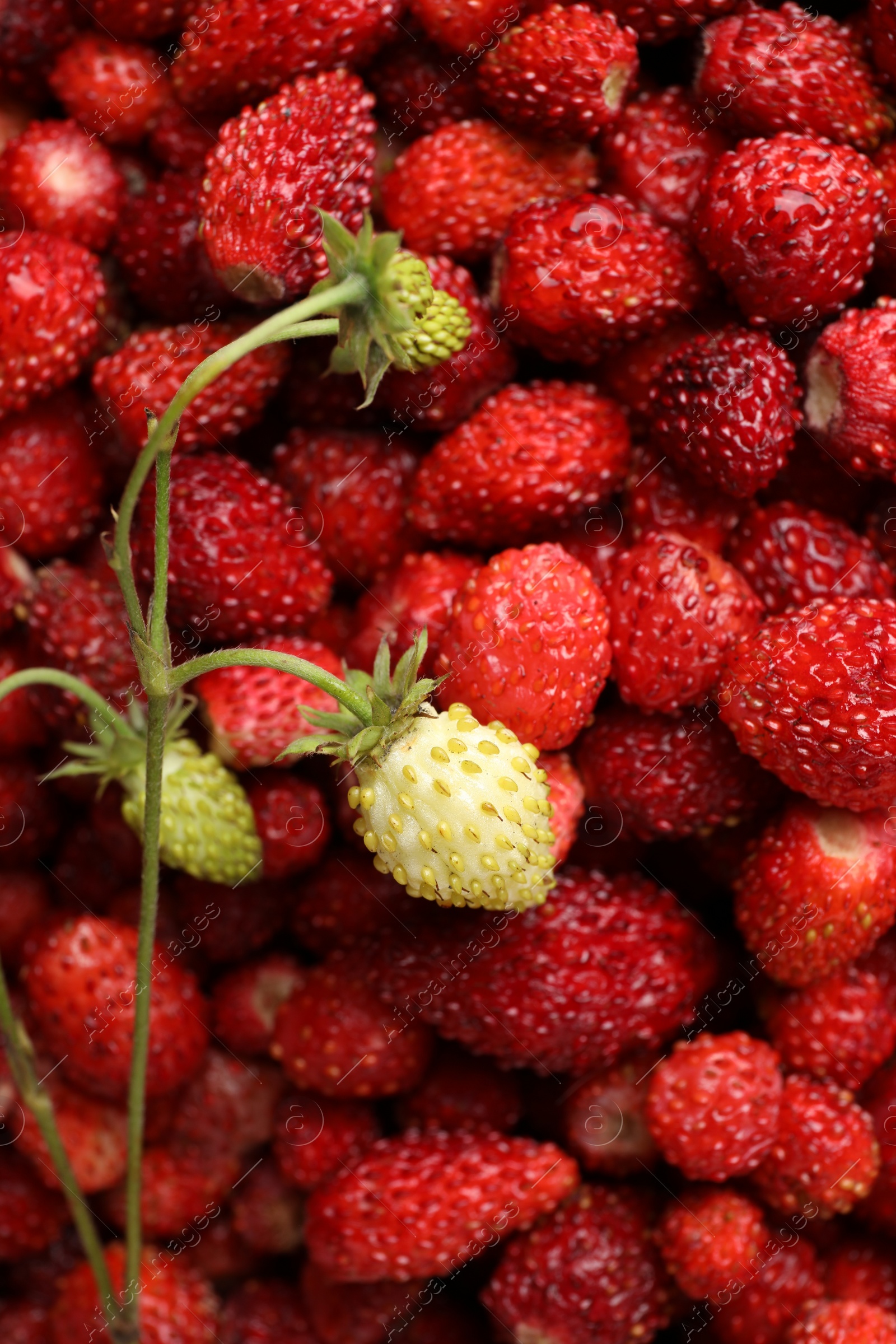 Photo of Many fresh wild strawberries as background, top view