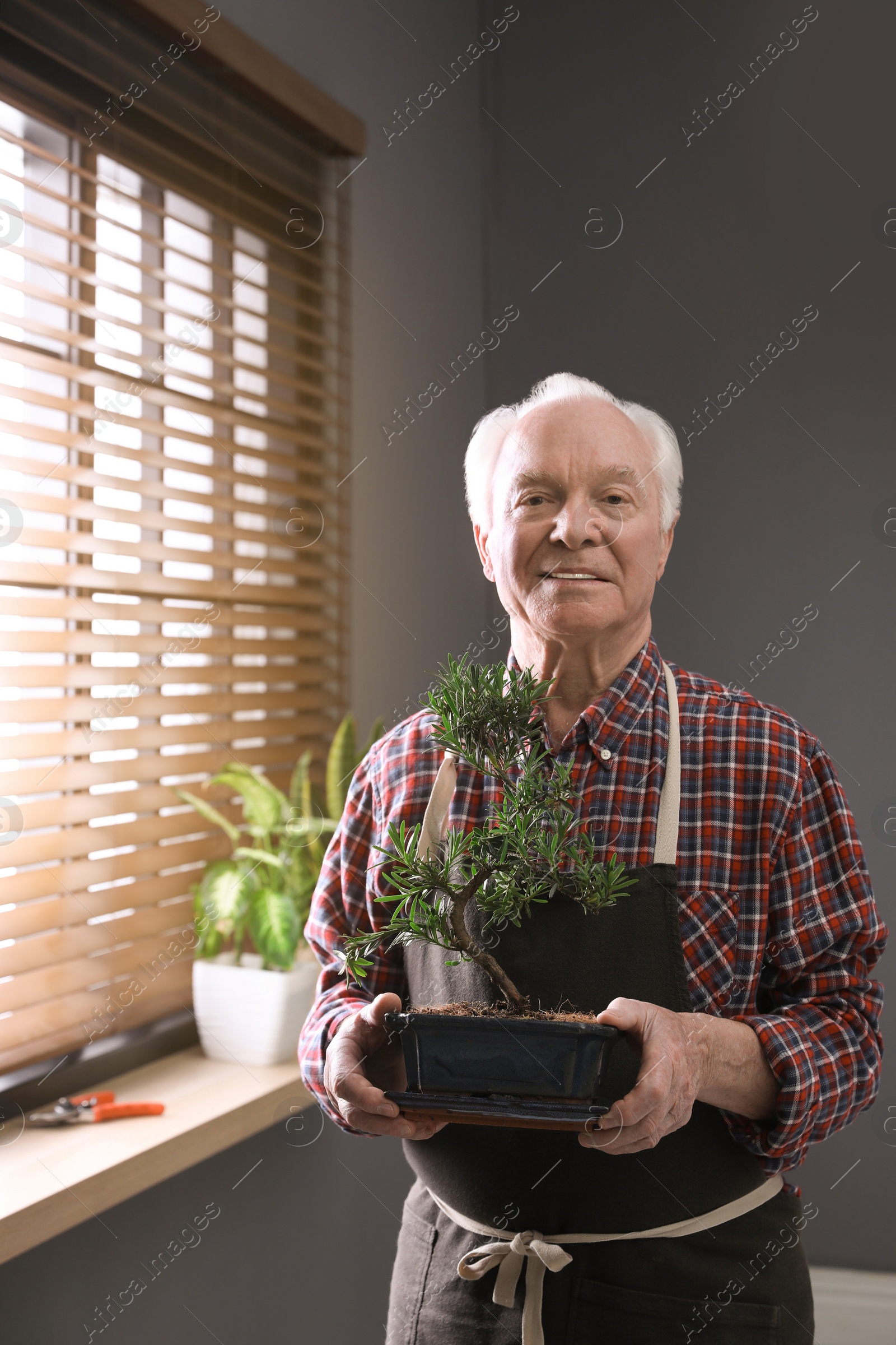 Photo of Senior man with Japanese bonsai plant near window indoors. Creating zen atmosphere at home