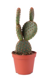 Beautiful green Opuntia cactus in pot on white background