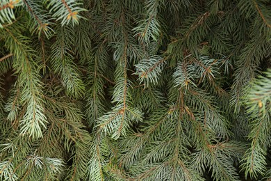 Beautiful branches of coniferous tree, closeup view