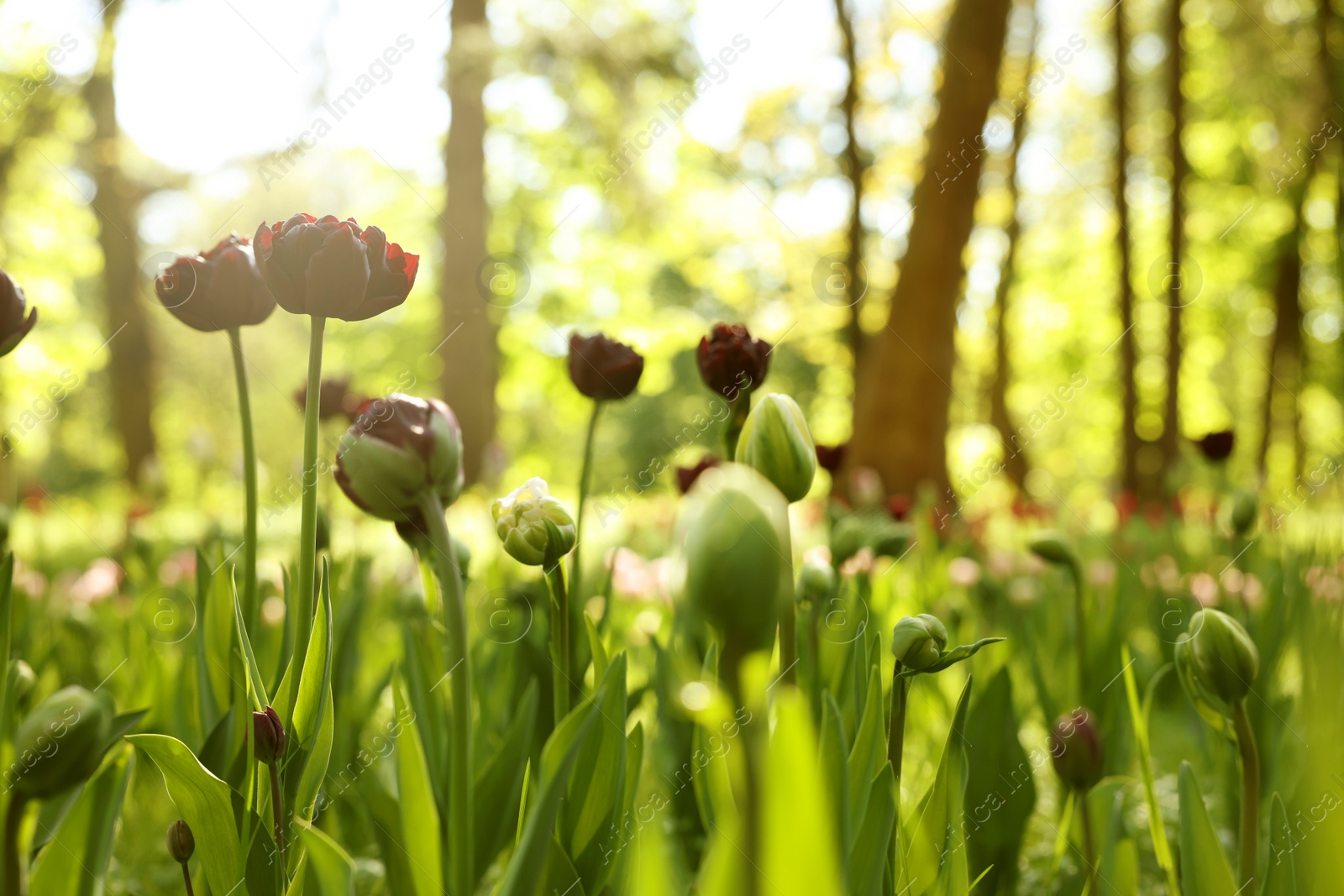 Photo of Beautiful dark red tulips growing outdoors on sunny day