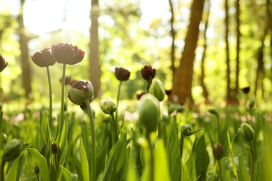 Beautiful dark red tulips growing outdoors on sunny day