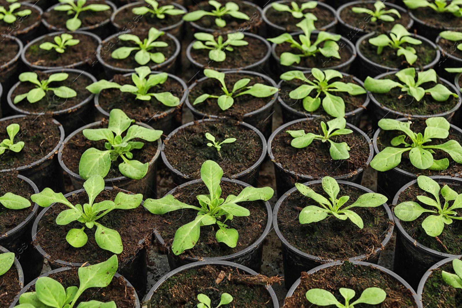 Photo of Many fresh green seedlings growing in pots with soil, closeup