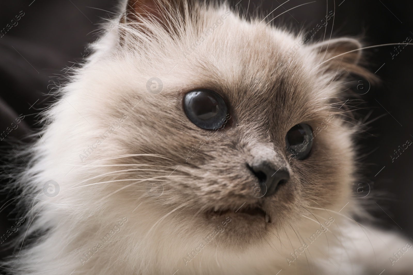 Photo of Birman cat with beautiful blue eyes on dark background, closeup