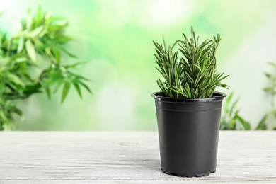 Photo of Potted rosemary on white table against blurred green background, space for text