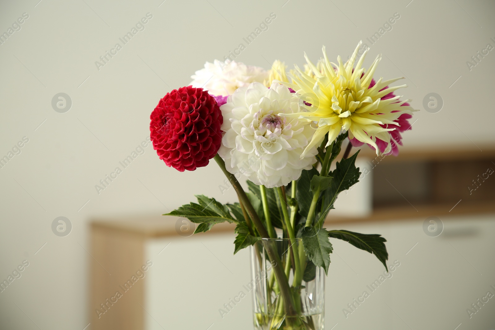 Bouquet of beautiful Dahlia flowers in vase at home Photo of Bouquet of beautiful Dahlia flowers in vase at home