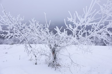 Photo of Beautiful view of tree covered with snow on winter day