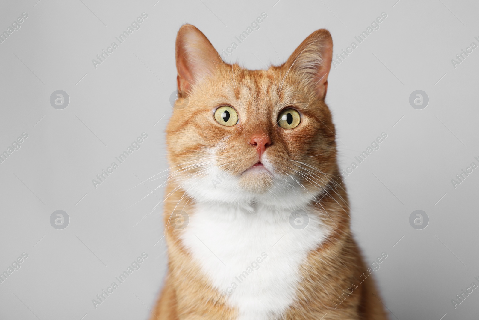 Photo of Cute ginger cat on light grey background. Adorable pet