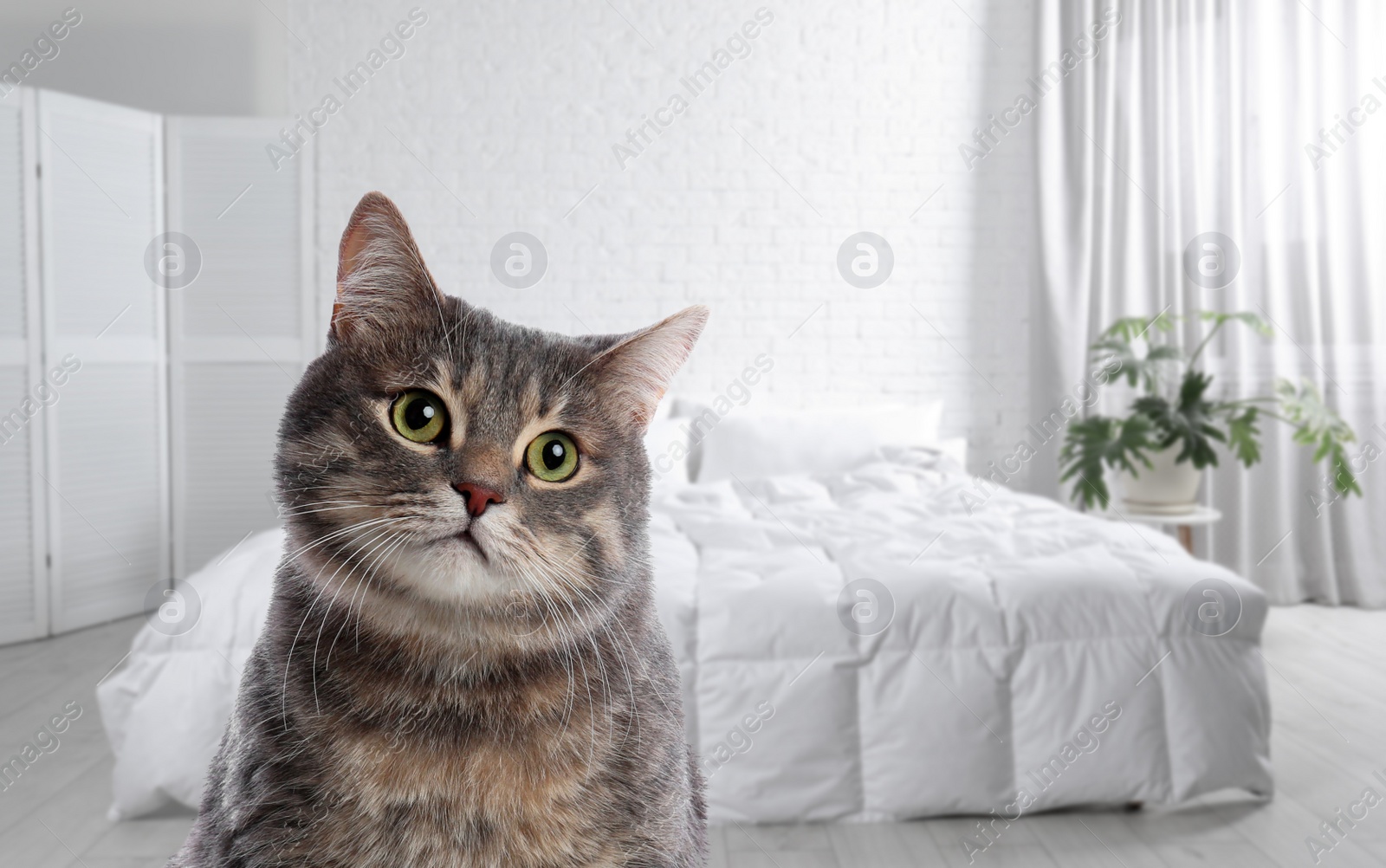 Image of Cute cat in room, space for text. Pet friendly hotel 