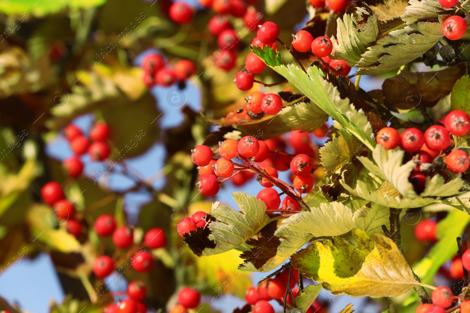 Photo of Rowan tree branches with red berries outdoors on sunny day, closeup. Space for text