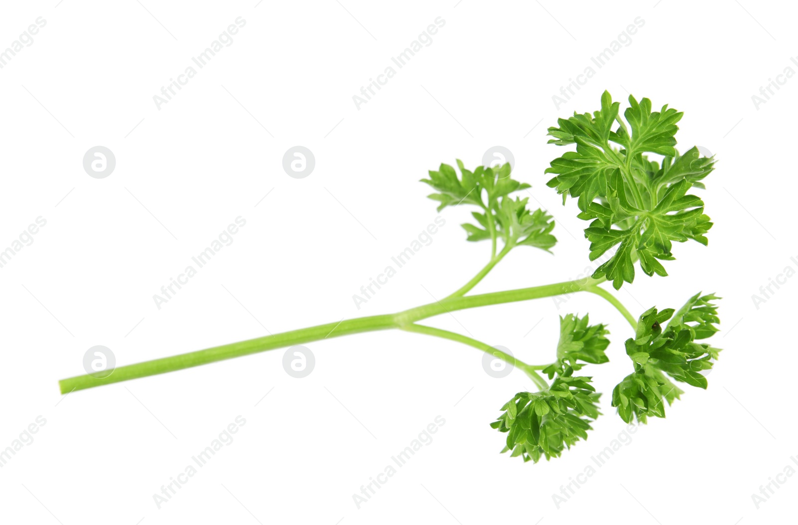 Photo of Fresh green organic parsley on white background