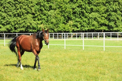 Photo of Chestnut horse in bridle on green pasture