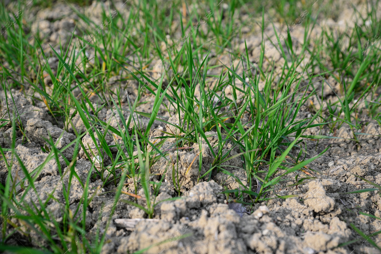 Photo of Clay soil field with lush green grass