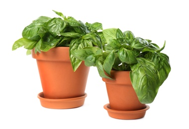Photo of Lush green basil in pots on white background