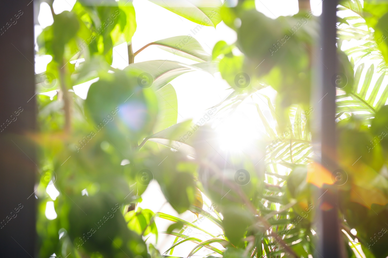 Photo of Beautiful view through window on garden in morning