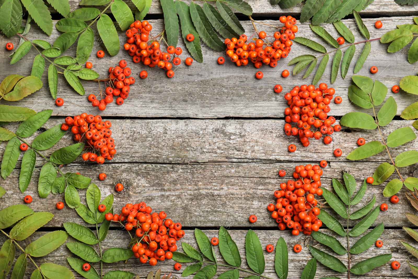 Photo of Frame of fresh ripe rowan berries and green leaves on wooden table, flat lay. Space for text
