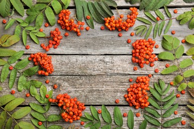 Frame of fresh ripe rowan berries and green leaves on wooden table, flat lay. Space for text