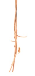 Photo of Two dry tree twigs on white background, top view
