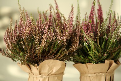 Beautiful heather flowers in pots against blurred background, closeup