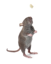 Photo of Small brown rat and piece of cheese on white background