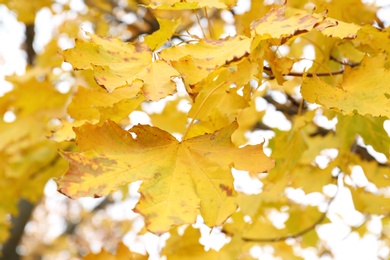 Photo of Branch with bright leaves against sky on autumn day, closeup