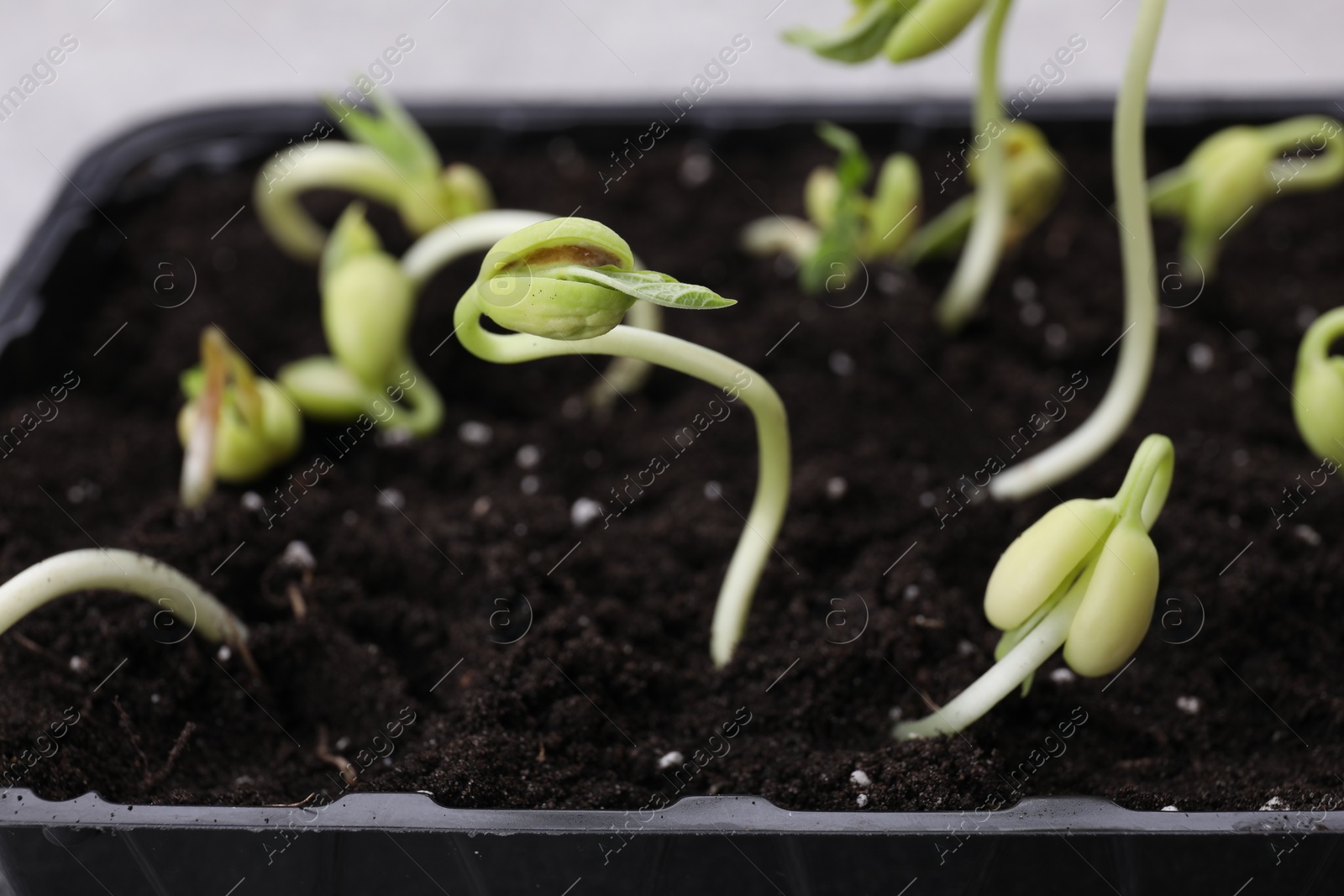 Photo of Kidney bean sprouts in container with soil, closeup