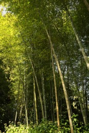 Beautiful green bamboo plants growing in forest