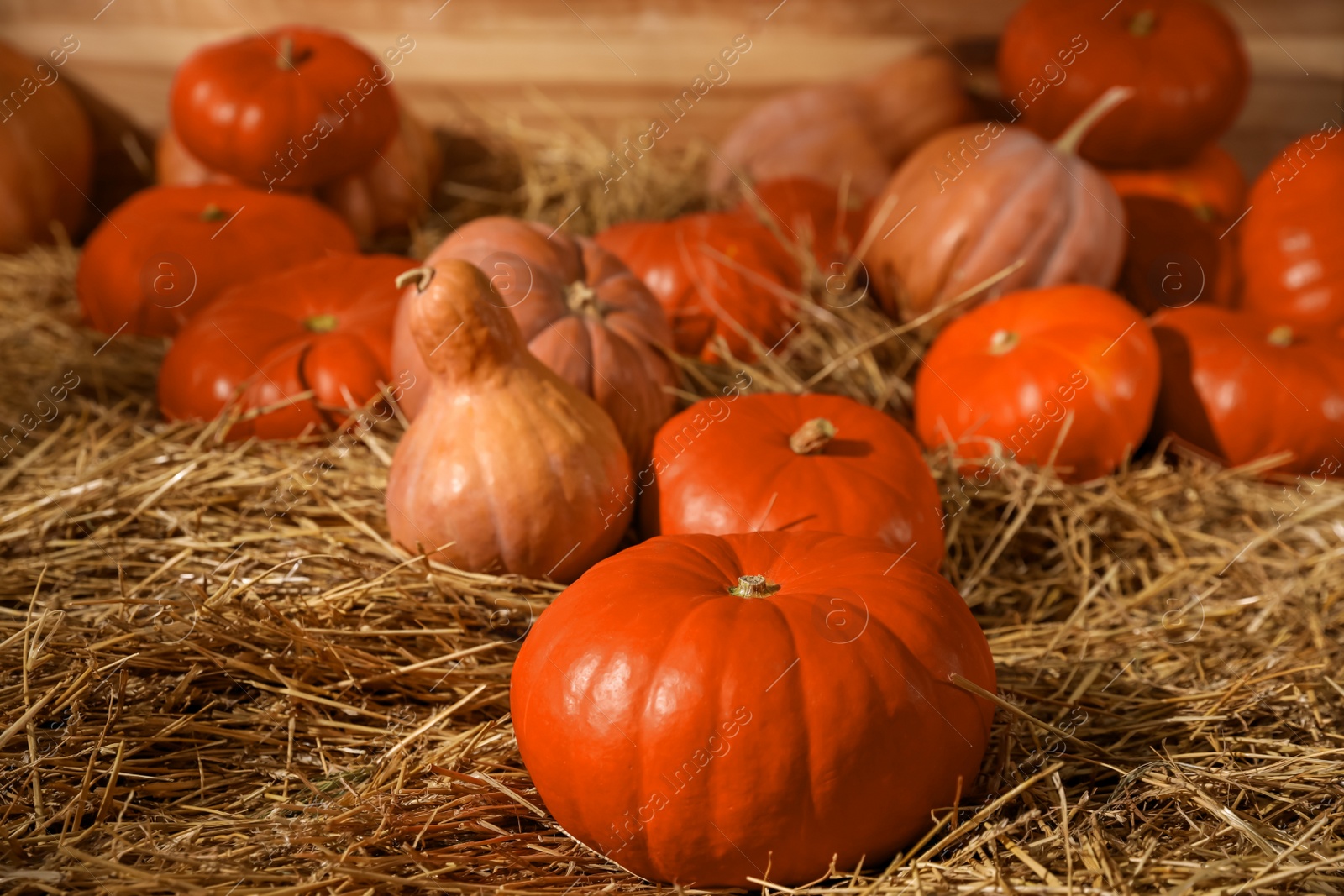 Photo of Ripe orange pumpkins on dry hay in barn