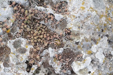 Photo of Closeup view of stone with wild plants and lichen as background