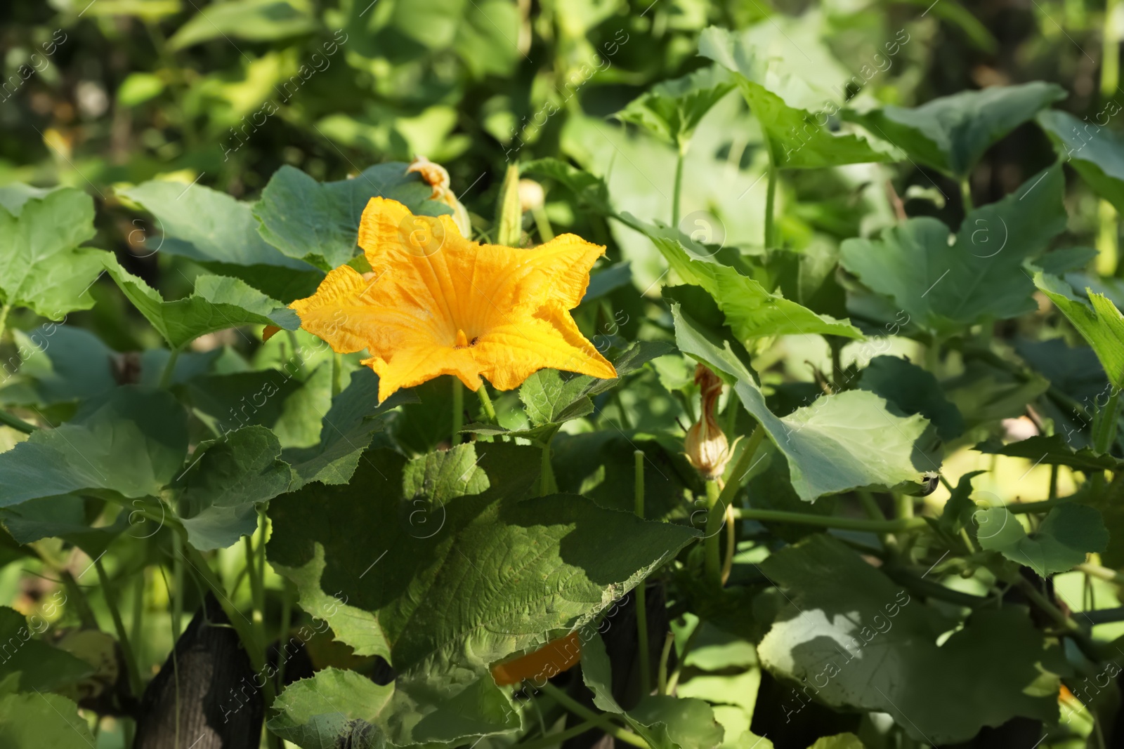 Photo of Pumpkin vine with flower and green leaves in garden, closeup